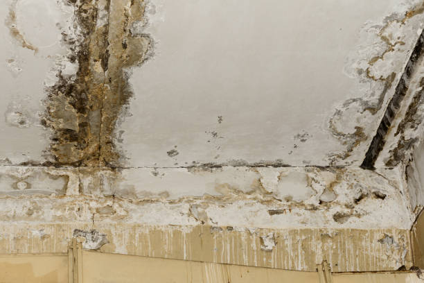 Best Air Quality Testing for Mold Spores  in Marrero, LA