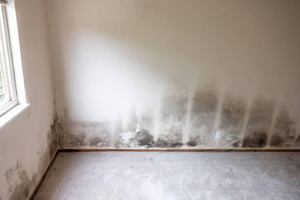 Best Asbestos and Lead Testing During Mold Inspection  in Marrero, LA